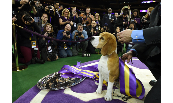 Westminster Dog Show 2018 Westminster Dog Show 2018